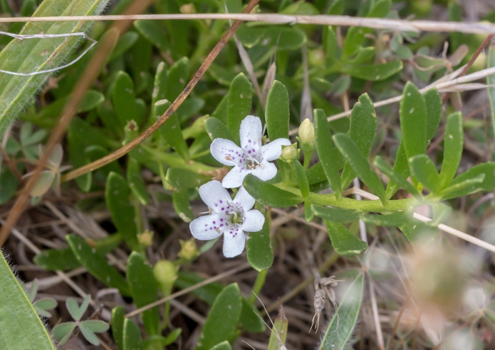 Myoporum parvifolium image