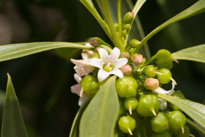 Myoporum sandwicense image