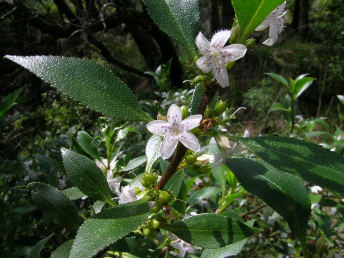 Myoporum viscosum image