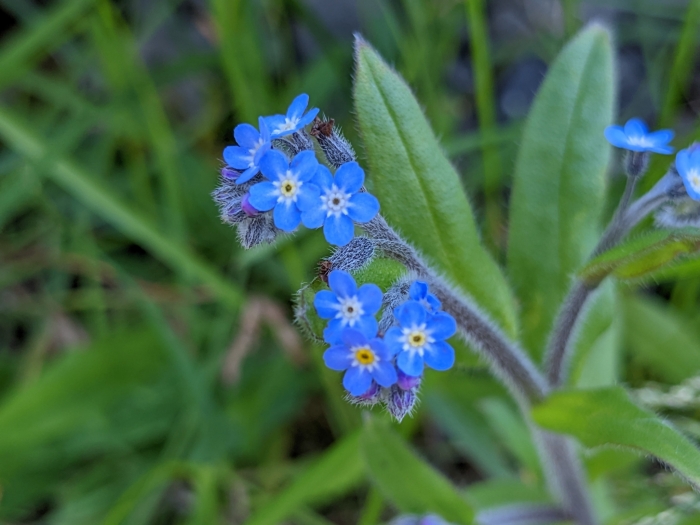 Myosotis arvensis image