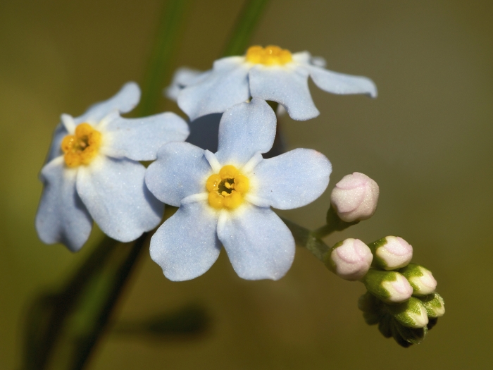 Myosotis scorpioides image