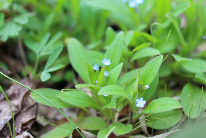 Myosotis sparsiflora image
