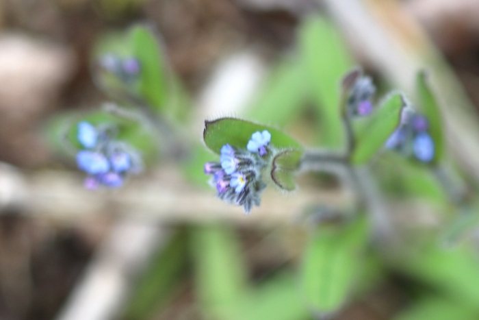 Myosotis stricta image
