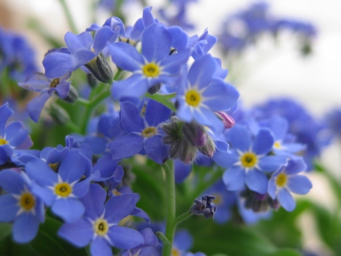 Myosotis sylvatica image