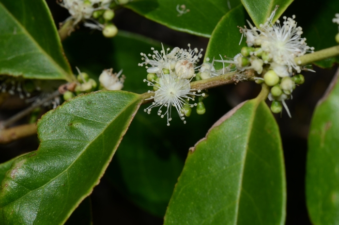 Myrcianthes fragrans image