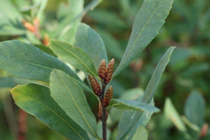 Myrica gale image