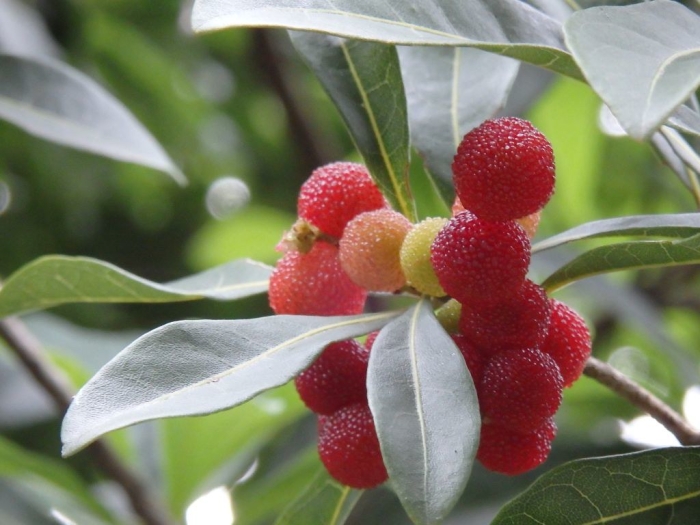 Myrica rubra image