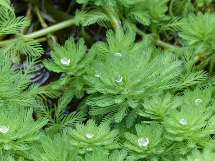 Myriophyllum aquaticum image