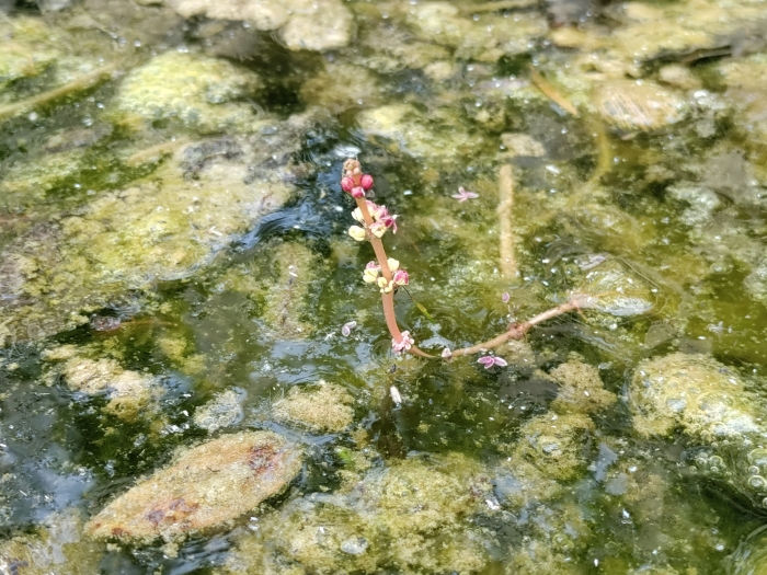 Myriophyllum spicatum image