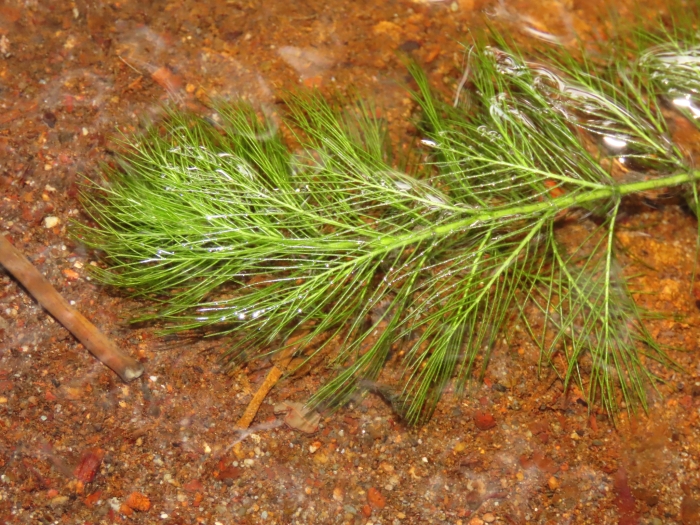 Myriophyllum verticillatum image