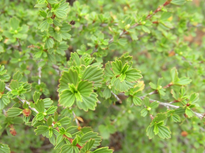 Myrothamnus flabellifolius image
