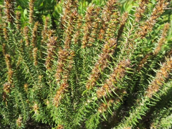Myrovernix glandulosus image