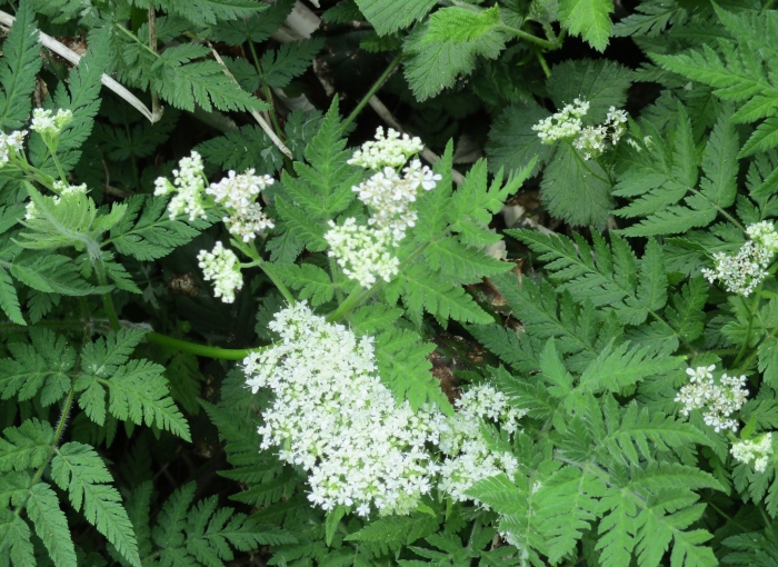 Myrrhis odorata image