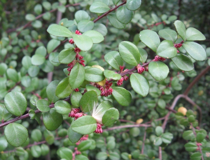 Myrsine africana image