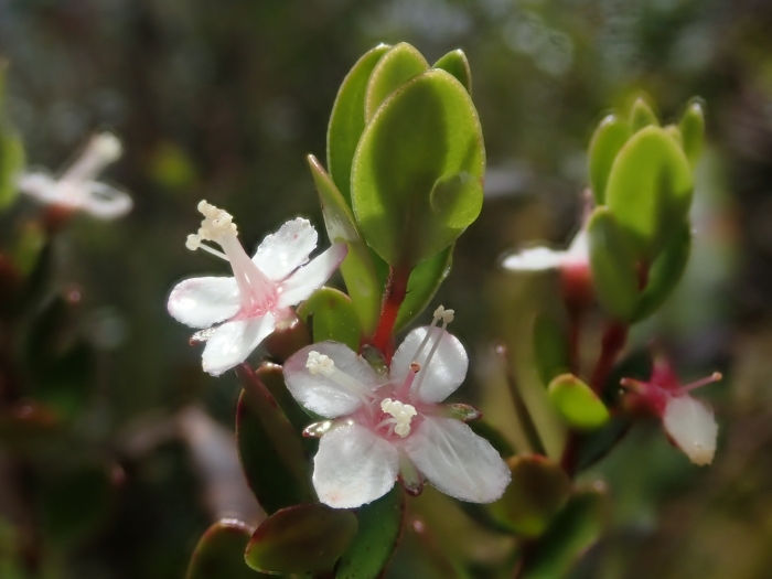 Myrteola nummularia image