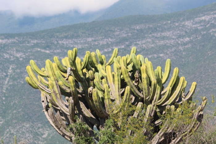 Myrtillocactus geometrizans image