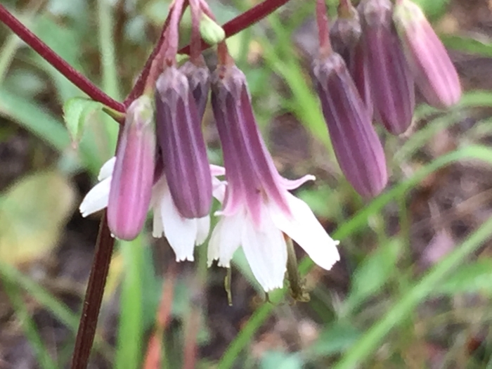 Nabalus albus image