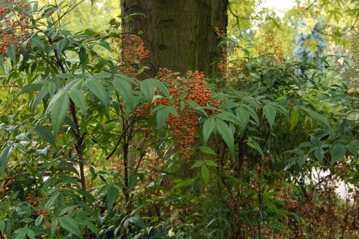 Nandina domestica image