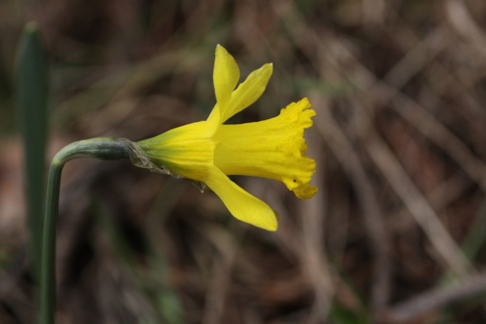 Narcissus minor image