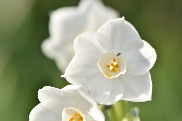 Narcissus papyraceus image