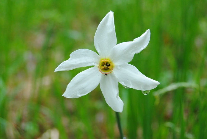 Narcissus poeticus image