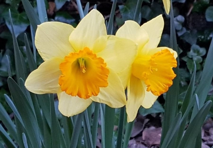 Narcissus pseudonarcissus image