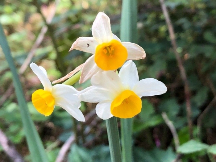 Narcissus tazetta image