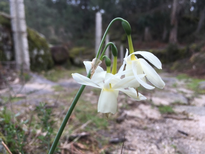 Narcissus triandrus image