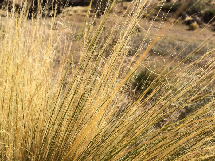 Nassella tenuissima image