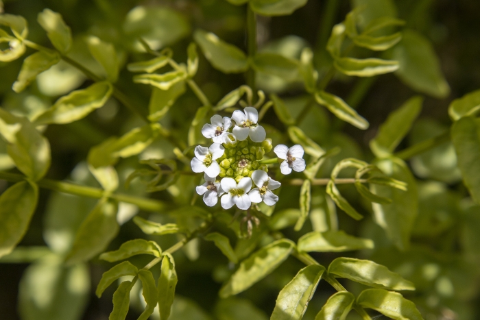 Nasturtium officinale image