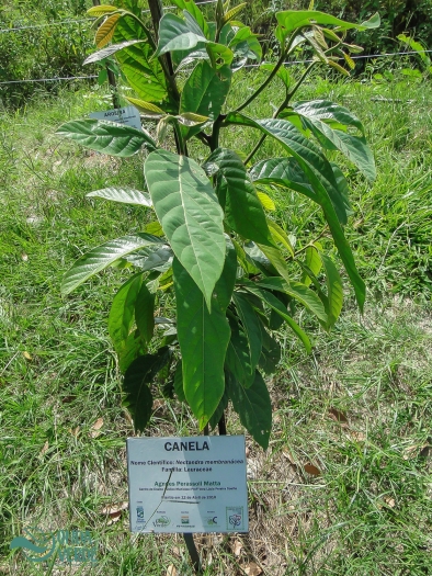 Nectandra membranacea image