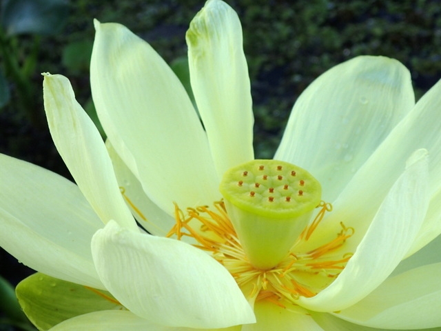 Nelumbo lutea image