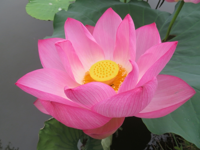 Nelumbo nucifera image