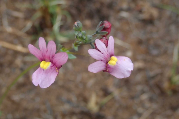 Nemesia fruticans image