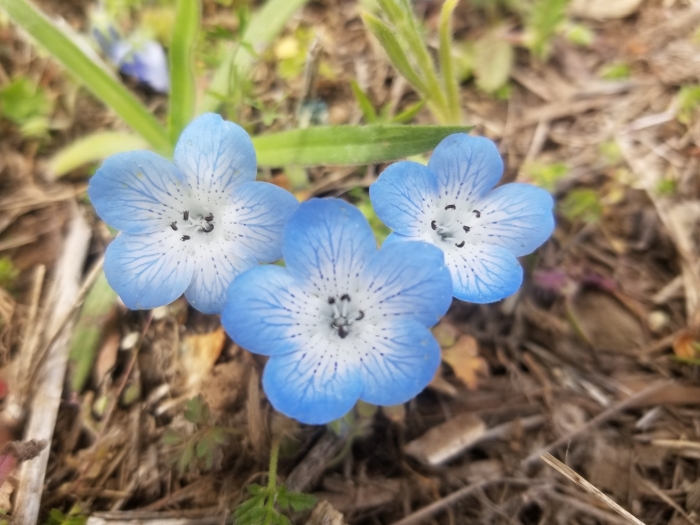 Nemophila menziesii image