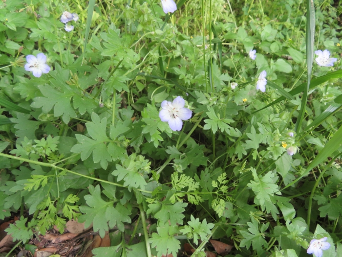 Nemophila phacelioides image