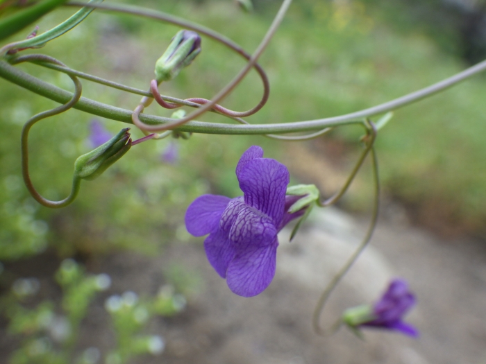 Neogaerrhinum strictum image
