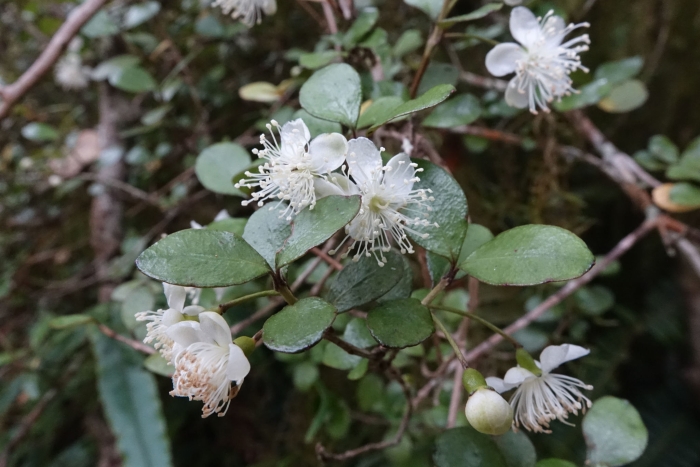 Neomyrtus pedunculata image