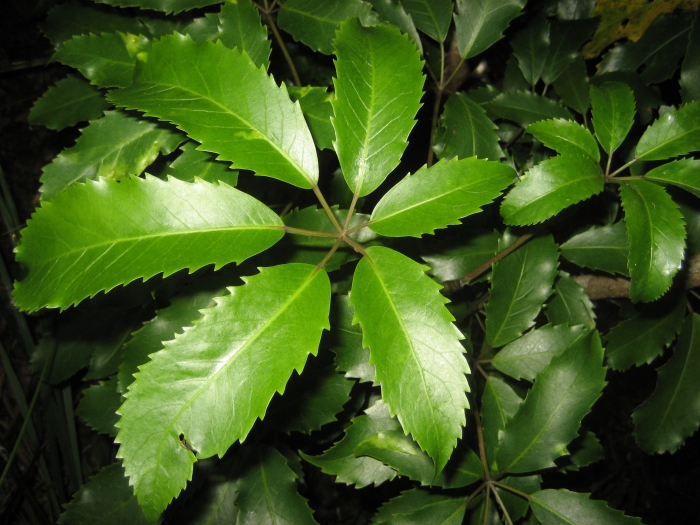 Neopanax arboreus image