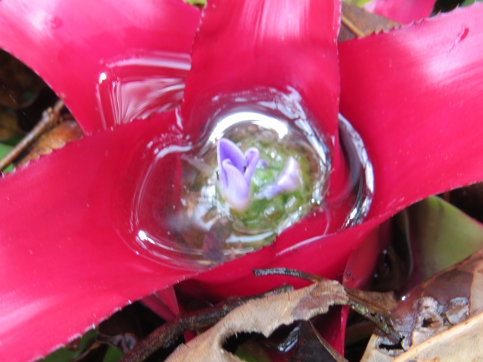 Neoregelia carolinae image