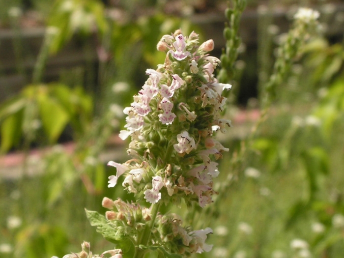 Nepeta cataria image