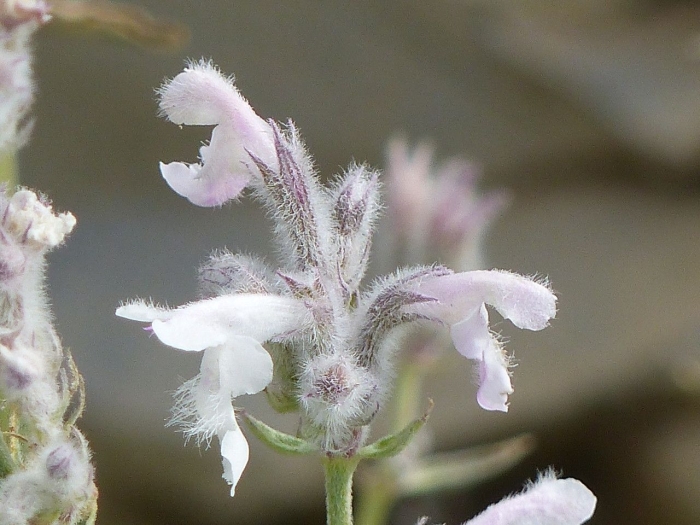 Nepeta nepetella image