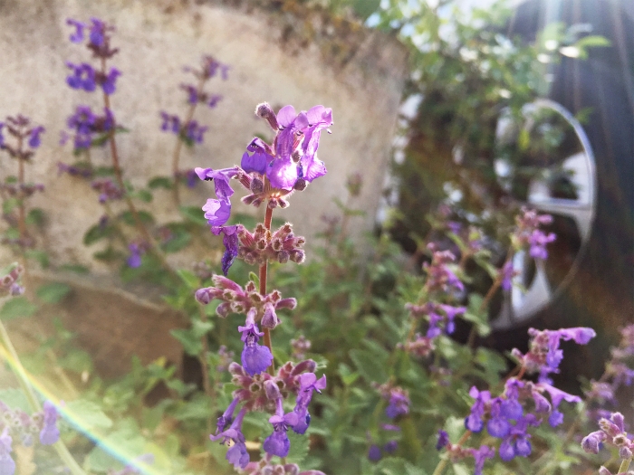 Nepeta racemosa image