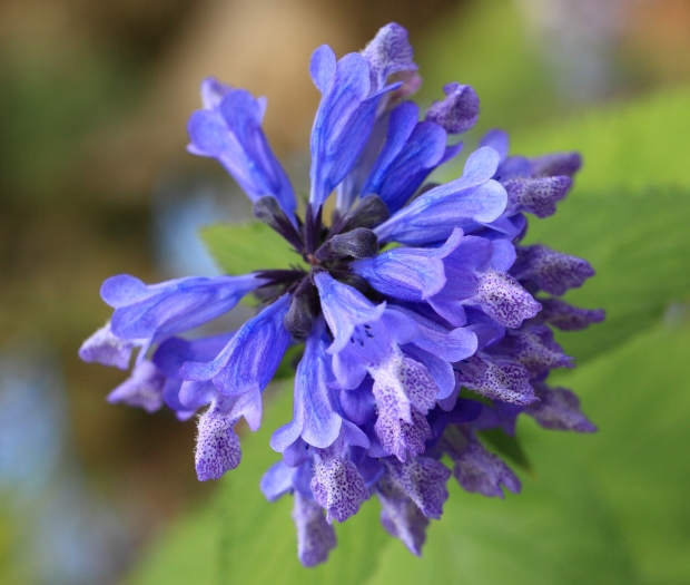 Nepeta subsessilis image