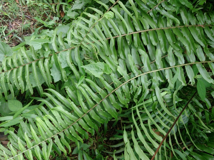 Nephrolepis biserrata image