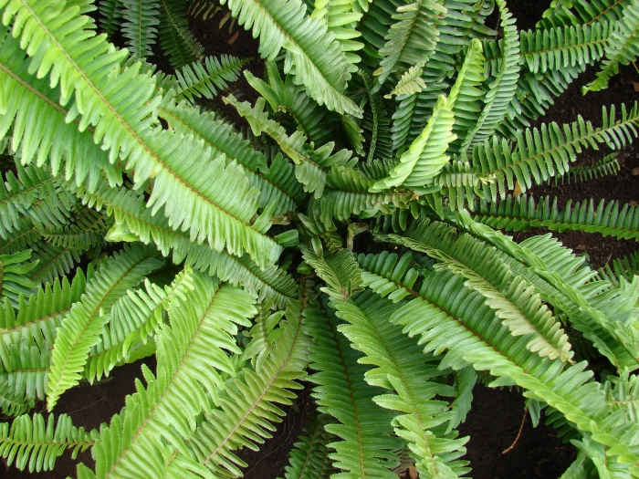 Nephrolepis cordifolia image