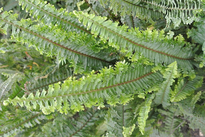 Nephrolepis exaltata image