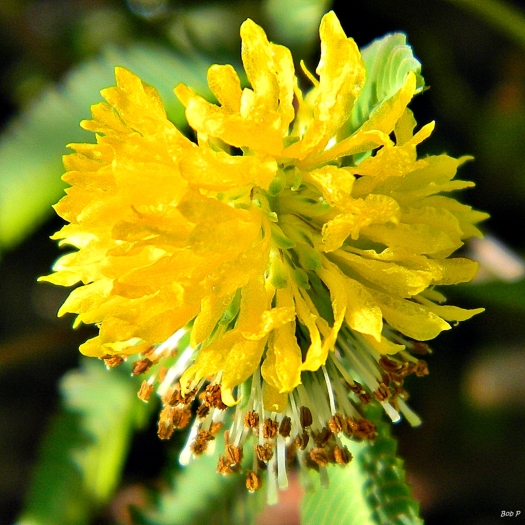 Neptunia pubescens image