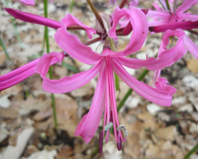 Nerine bowdenii image