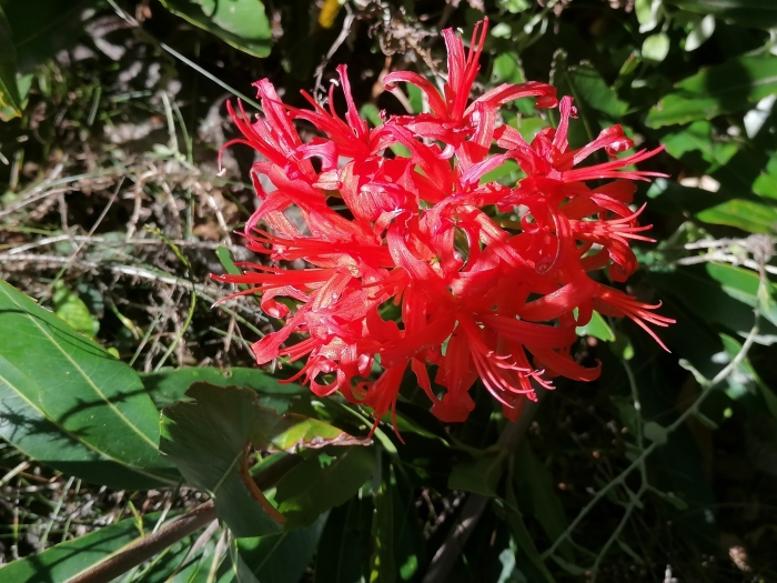 Nerine sarniensis image
